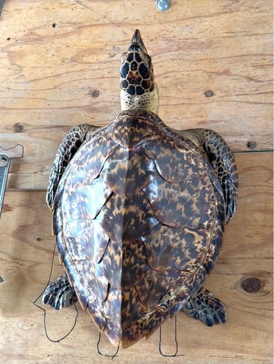亀 カメ 海亀 剥製 壁掛け 全長約55cm 縁起物 べっ甲 置物