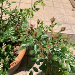 ツル薔薇　「あづみ野」揷し木３年もの　の画像