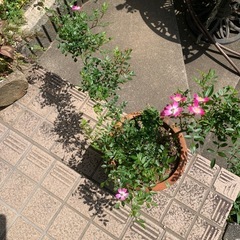 ツル薔薇　「あづみ野」揷し木３年もの　の画像