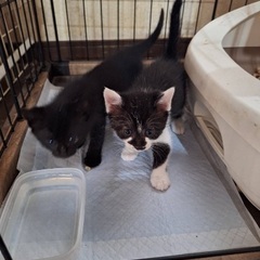 子猫3匹里親募集。