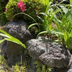 庭石の画像