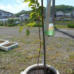 桜　八重咲き苗　鉢植えの画像