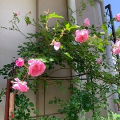 ツル薔薇　「ジュランビル」　揷し木3年もの　大苗　
の画像