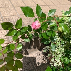 ツル薔薇　「ジュランビル」　揷し木3年もの　大苗　
の画像