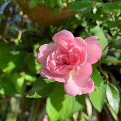 ツル薔薇　「ジュランビル」　揷し木3年もの　大苗　
の画像