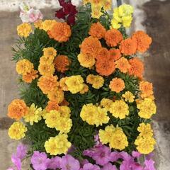 花苗　セレクトBOX