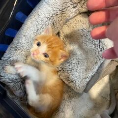 生後1カ月半のこねこ2匹 - 長崎市