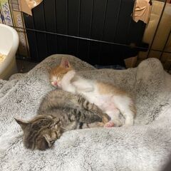 生後1カ月半のこねこ2匹 - 猫