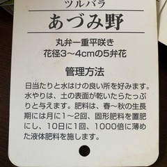 ツル薔薇　「あづみ野」揷し木３年もの　の画像