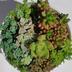 ランキングキーワードに紐づく投稿画像-多肉植物