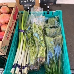 長ネギ・ほうれん草・ズッキーニ・かぼちゃ・ニラ一点¥130✨