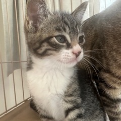 里親募集中　2ヶ月子猫ちゃんと1歳のママ猫🐱 - 猫