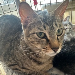 里親募集中　2ヶ月子猫ちゃんと1歳のママ猫🐱 − 徳島県