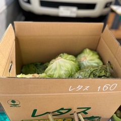 函館育ちずっすりレタス入荷しました！✨