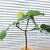 ランキングキーワードに紐づく投稿画像-観葉植物