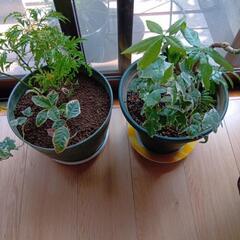 観葉植物2鉢