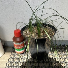 ダシリリオン　ルキダム4株セット の画像
