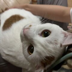保護猫譲渡会5/25(日)