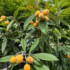 びわ🌿1個価格/摘んでください