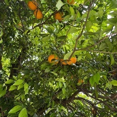 超デカい夏みかん🍊1個価格/摘んでください