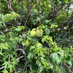 梅🌿100g価格価格/摘んでください