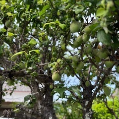 梅🌿100g価格価格/摘んでくださいの画像