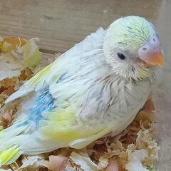 セキセイインコ5/20 パステルレインボーパイド - ペット