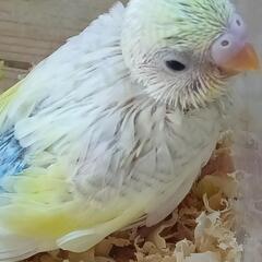 セキセイインコ5/20 パステルレインボーパイド