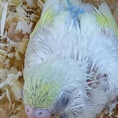 セキセイインコ5/20 パステルレインボーパイド − 埼玉県