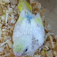 セキセイインコ5/20 パステルレインボーパイド - 地元のお店