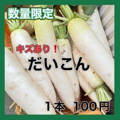早い者勝ち！　訳あり キズあり 大根 1本 100円