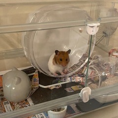 ゴールデンハムスター🐹
