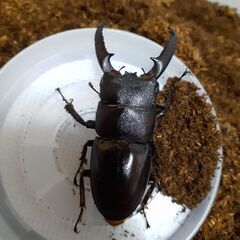 対馬ヒラタクワガタ(オス)新成虫①