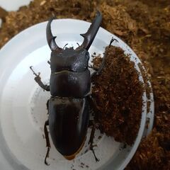 対馬ヒラタクワガタ(オス)新成虫①の画像