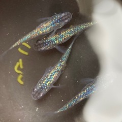 リボーン改めだか現物個体　写真の子全部オス2匹メス2匹 の画像
