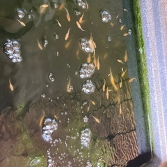 メダカ　大切に育ててくれる方にお譲りいたしますの画像