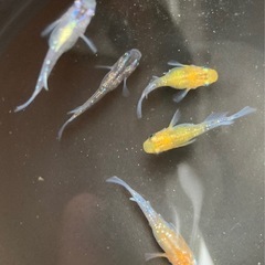 夜桜ダルマめだか　オス2匹メス3匹合計5匹　現物個体