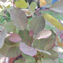 スモークツリー　グレース　2本の画像