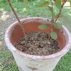 スモークツリー　グレース　2本の画像