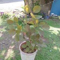 スモークツリー　グレース　2本