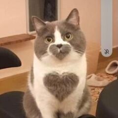 介護も家事もまるっとお任せ！あなたの専属『ねこの手』