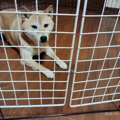 値下げ　★犬のケージ　ペットサークルの画像