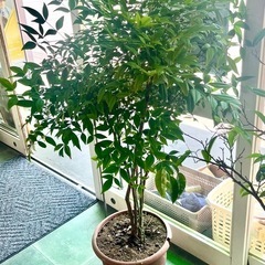 ナンテン　南天　植木の画像