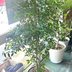 ナンテン　南天　植木