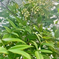 ナンテン　南天　植木の画像