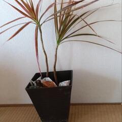ドラセナコンシンネ２枝　鉢付き