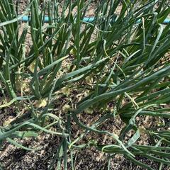 決まりました♪新玉ネギ　玉ねぎ　野菜　家庭菜園①の画像