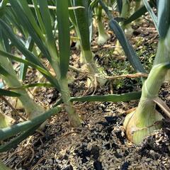 決まりました♪新玉ネギ　玉ねぎ　野菜　家庭菜園①の画像