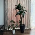ランキングキーワードに紐づく投稿画像-観葉植物