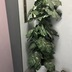 ランキングキーワードに紐づく投稿画像-観葉植物